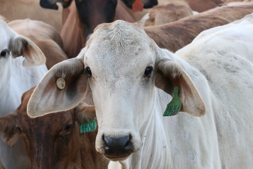 A pen of cattle from Kalala station near Daly Waters.