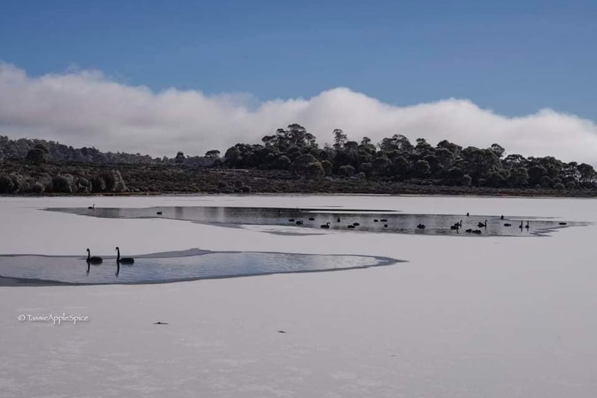 black swans in unfrozen parts of lake
