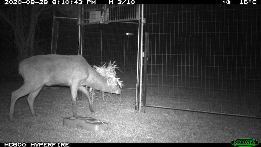 CCTV camera captures a single deer with hay on it's head walking into a steel trap 