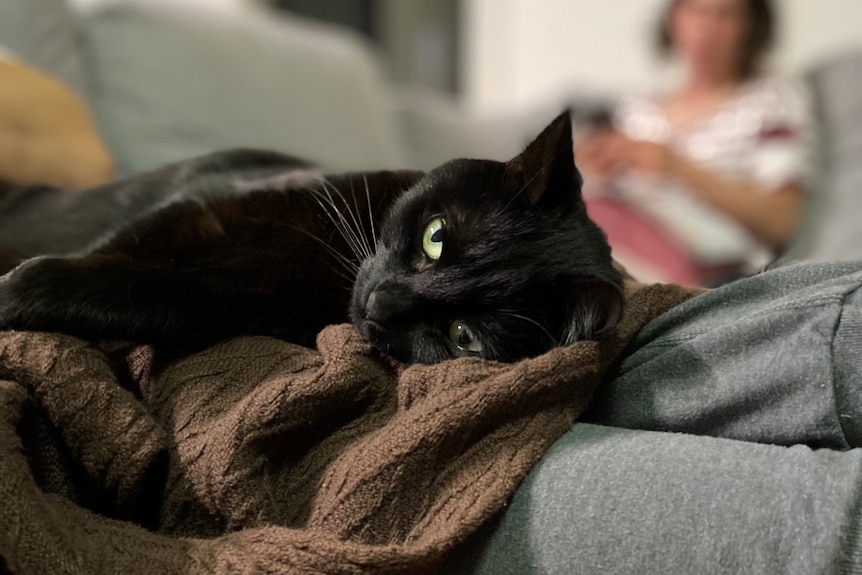 A black cat in repose, glaring spitefully.