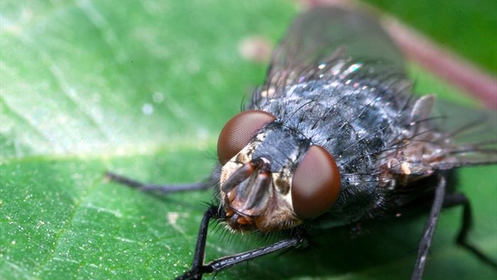CSIRO scientists say recent warm weather and rain has helped boost fly populations