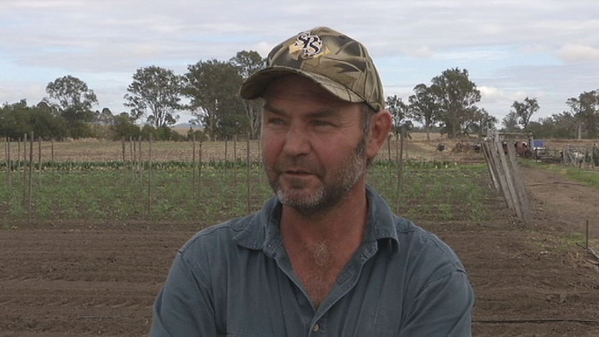Peak Crossing grower Wayne Allum says he ended up selling 200 boxes of tomatoes at a loss.