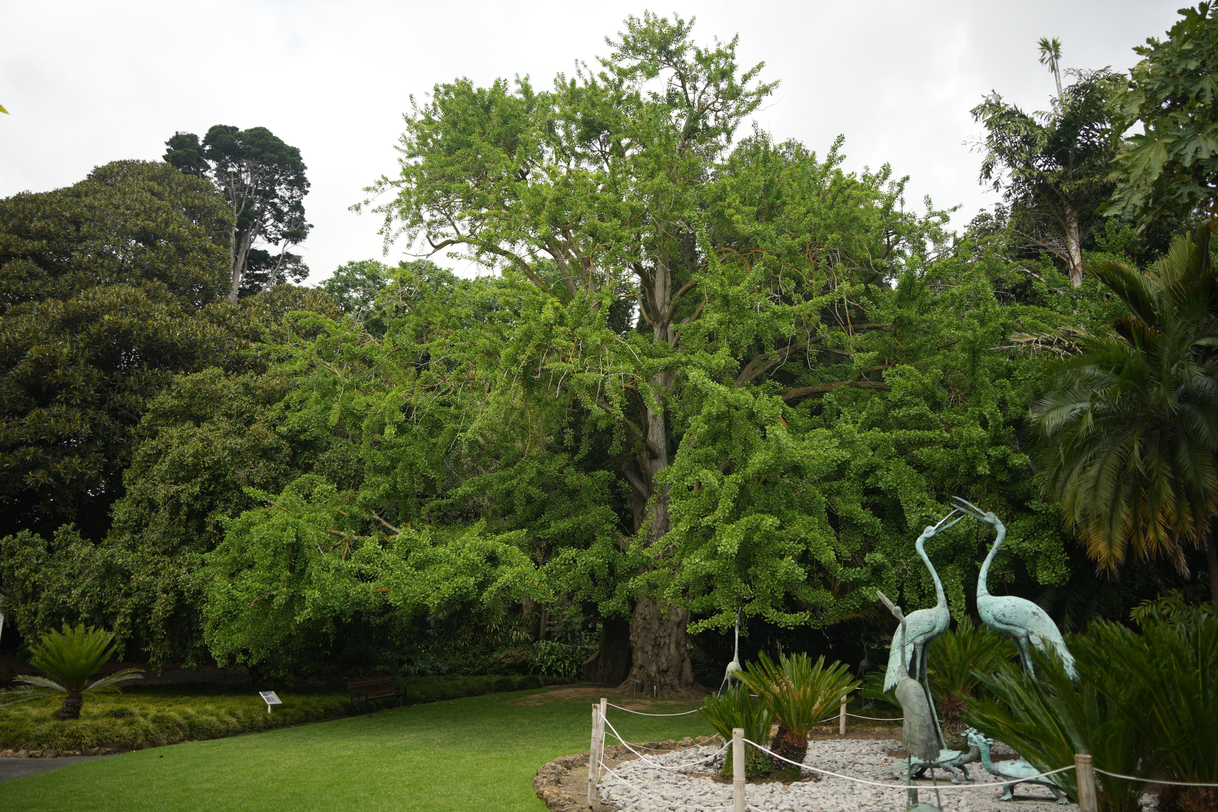 A large deciduous tree in the Geelong Botanic Gardens with waterbird statues in the foreground.