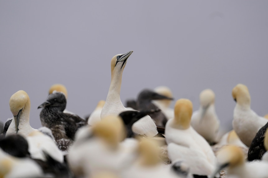 A northern gannet stretches its neck above the heads of others in the colony