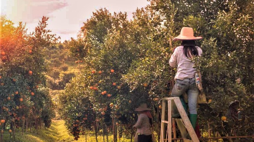 Two fruit pickers work in an orchard