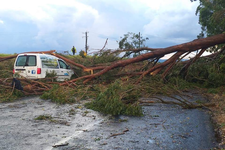 Large trees over the road and on top of a small van