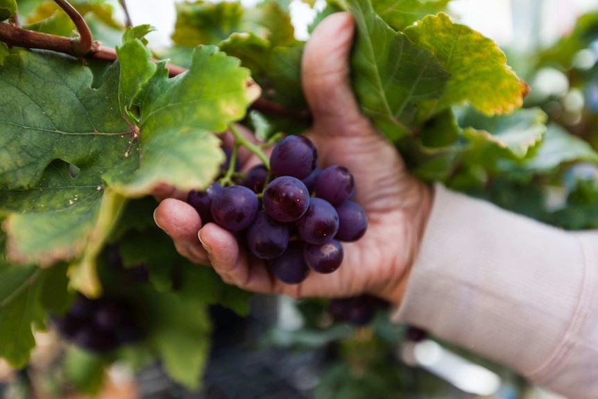 A hand holds a bunch of purple grapes on a vine.