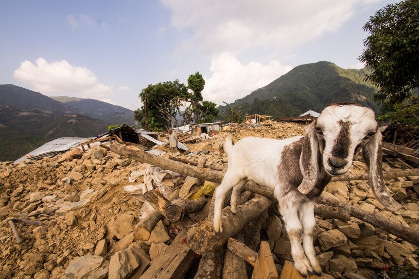 A goat stands on rubble after an earthquake in Nepal in April 2015