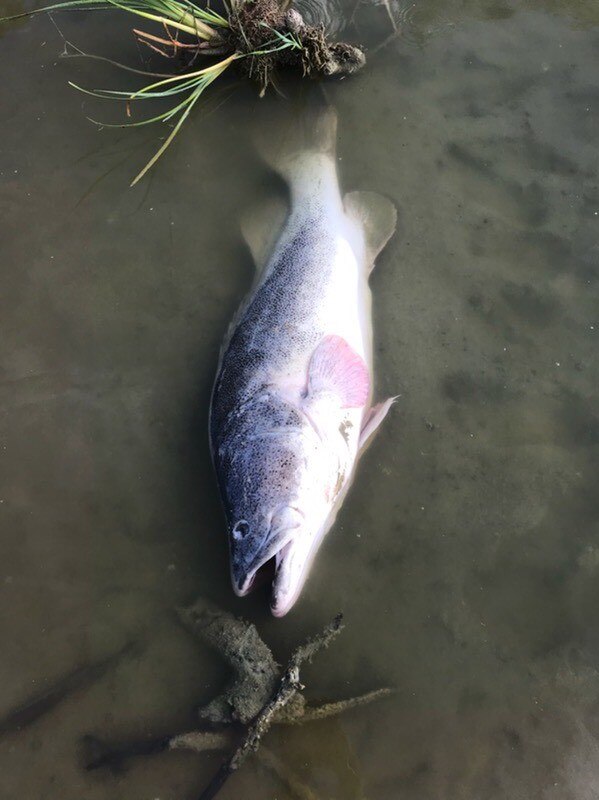 A grey and pink mottled fish lies dead in murky water.