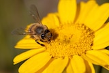 Honey bee sitting on a yellow flower