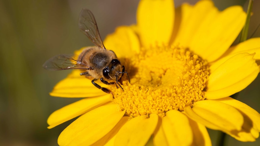 Honey bee sitting on a yellow flower