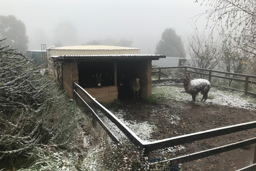 an alpaca in a yard with snow on its back