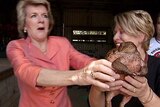 Deputy Opposition Leader Julie Bishop gets a little too close to a giant cane toad