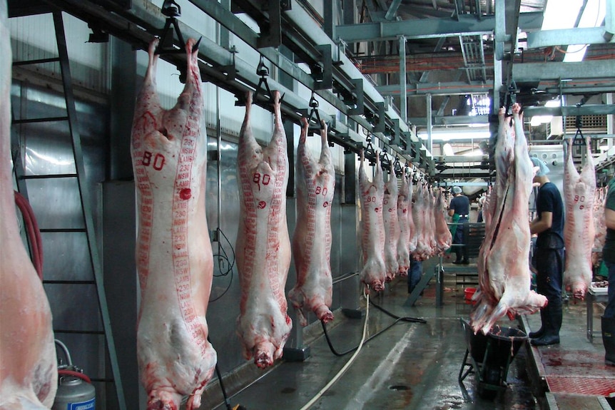 Inside an abattoir