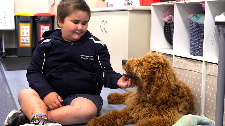 Young boy in dark blue school jumper sitting on floor scratching caramel groodle dog under the chin, looking at each other