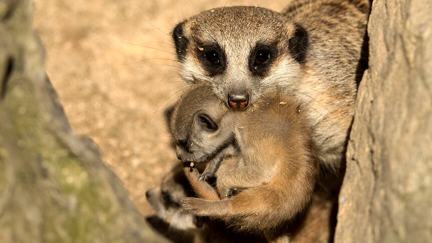 An adult meerkat holds a pup in its mouth.