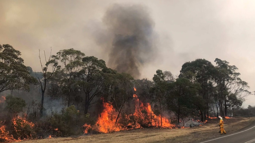 Trees in flames