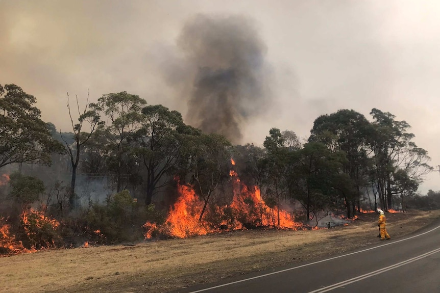 Trees in flames