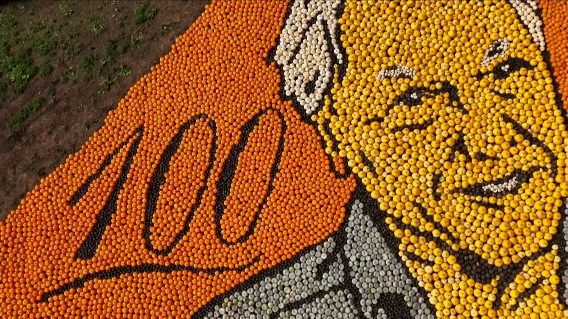Pumpkin mosaic of David Attenborough breaks world record