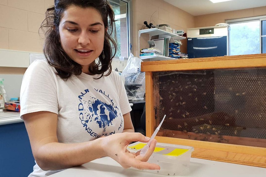 James Cook University honours student Anna Genge in a lab with a hive of stingless native bees.