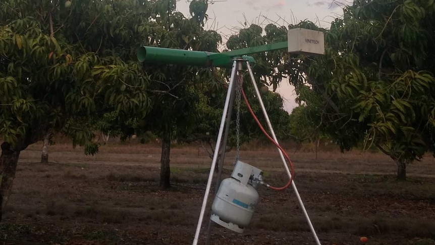 Gas gun being used in a mango orchard