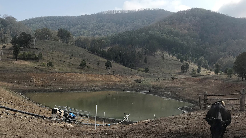 Image of a large dam with very low levels surrounded by dairy cows.
