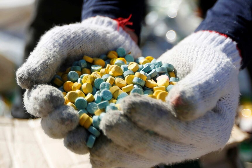 Gloved hands hold a pile of blue and yellow pills before they are destroyed.