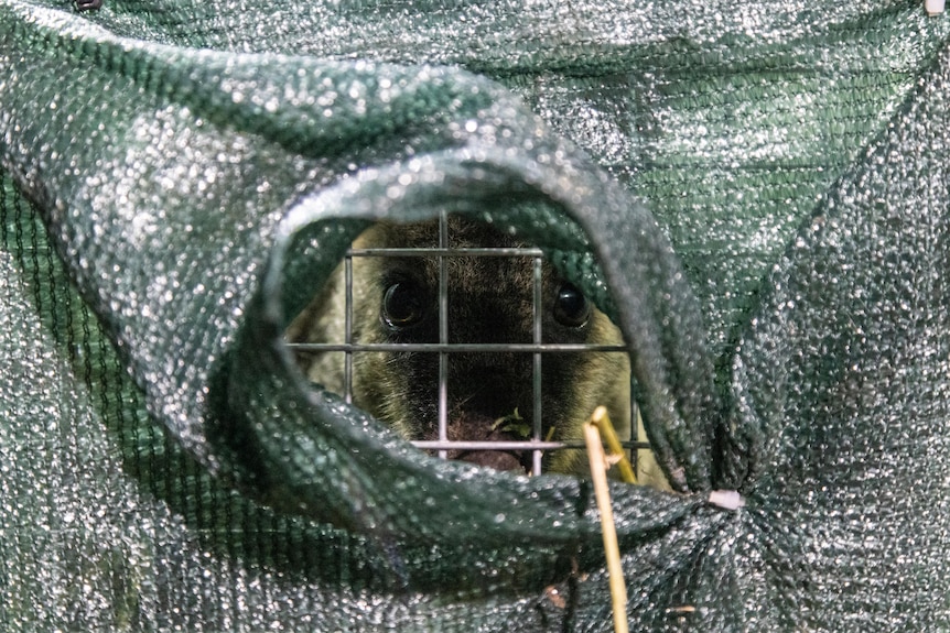 A wallaby looks through a hole in a wire cage covered in green tarp 