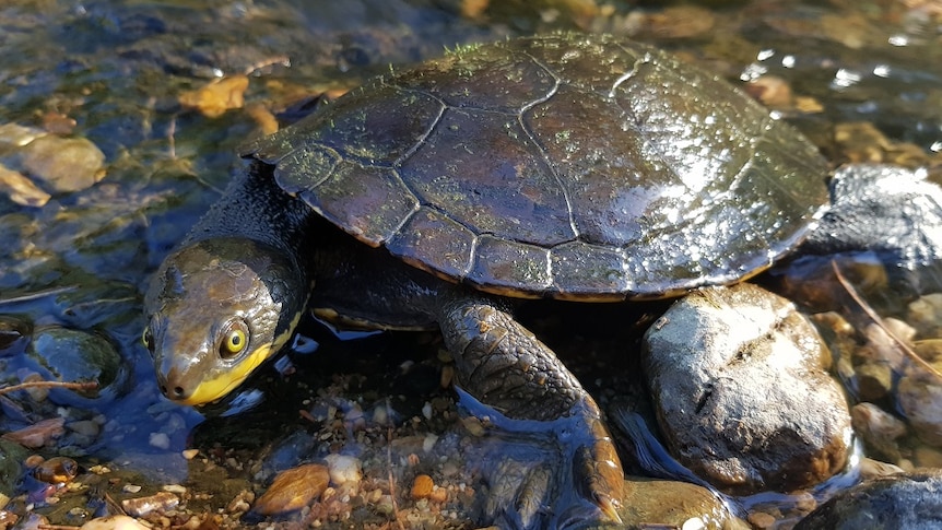 A close up of a small brown turtle, with a yellow strip on the sides of its face, sitting on rocks in a river.