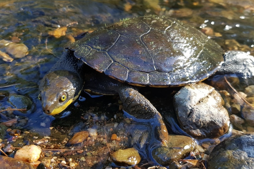 A close up of a small brown turtle, with a yellow strip on the sides of its face, sitting on rocks in a river