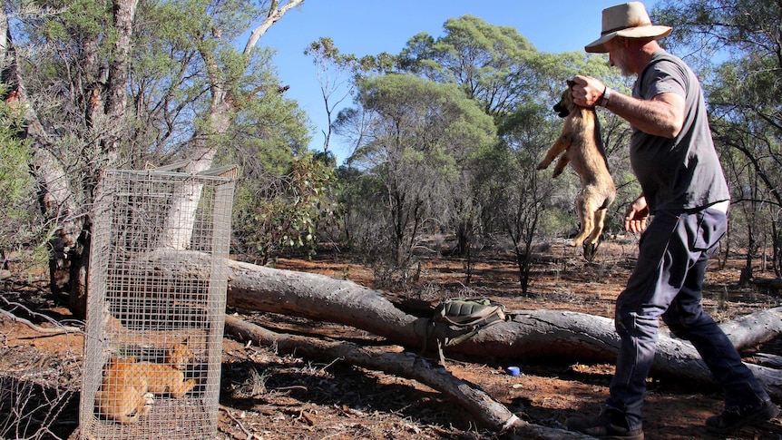 Don Sallway retrieves a third wild dog puppy from a log.