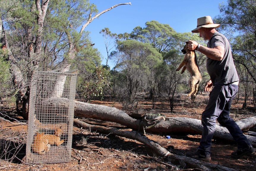 Don Sallway retrieves a third wild dog puppy from a log.