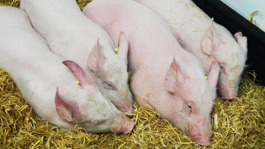 Pigs huddling together on hay.