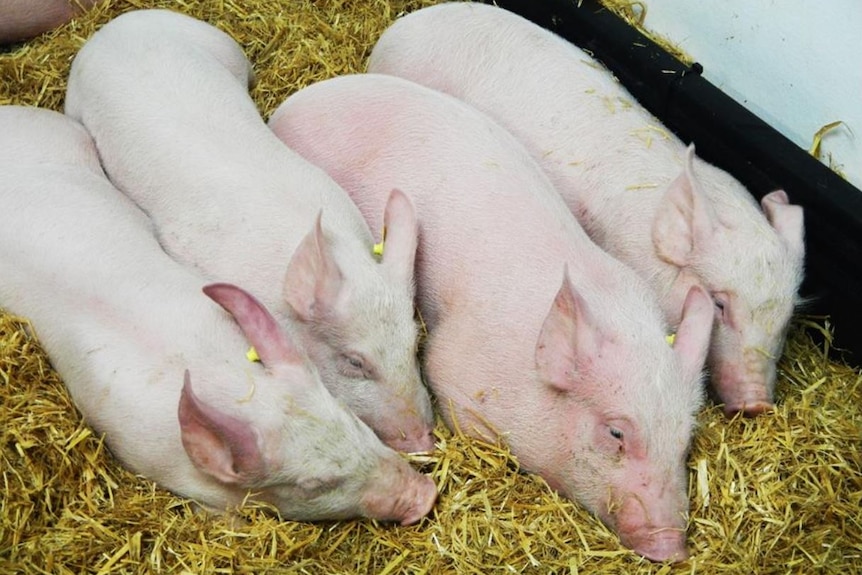 pigs huddling together on hay.