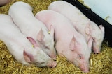 pigs huddling together on hay.