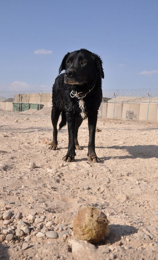 Handler never gave up on lost army dog - ABC News