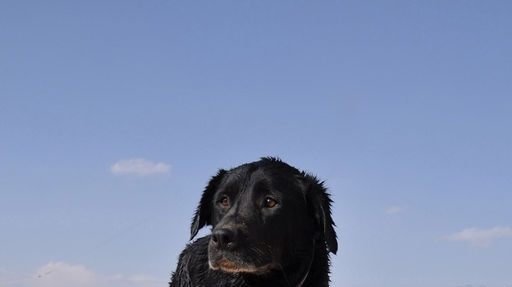 ADF dog found in Afghanistan