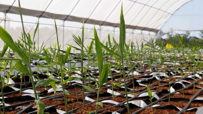 Hundreds of thin green plants in rows in a greenhouse.