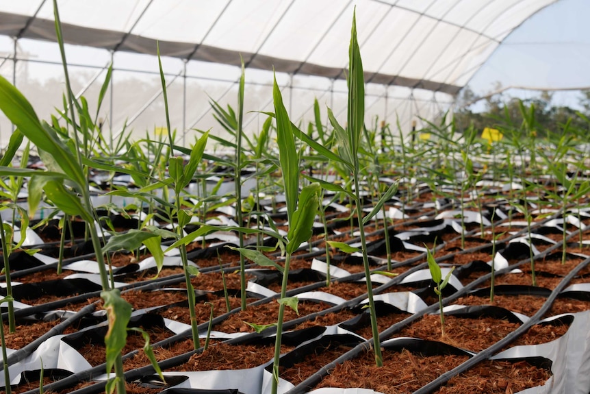 Hundreds of thin green plants in rows in a greenhouse.