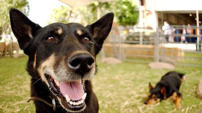 Hunter Valley veterinarians are preparing for an increase in the amount of dogs infected with Parvo Virus.