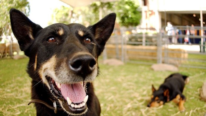 smiling working dog generic thumbnail