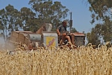 Kerry Pietsch drives a Sunshine header harvester