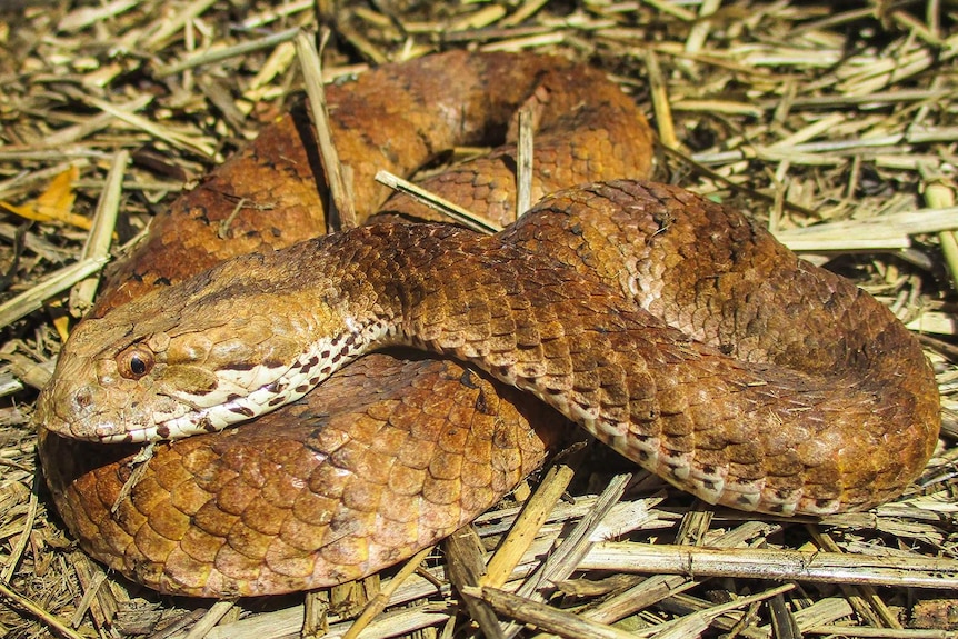 Coiled up olive brown death adder sitting on a bed of straw.
