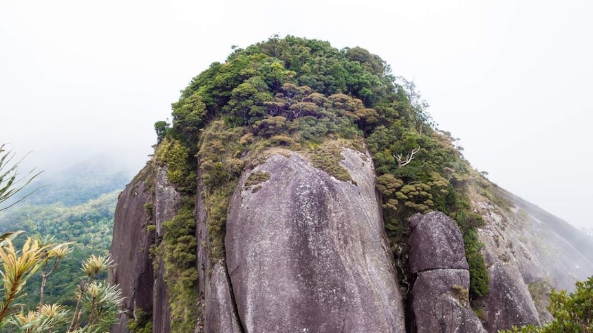 A rocky outcrop with bush on top, which is the peak of Lambs Head trail where the walkers are missing.