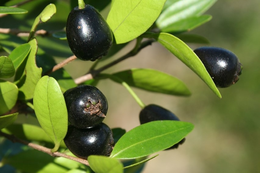 A tree with black fruit.