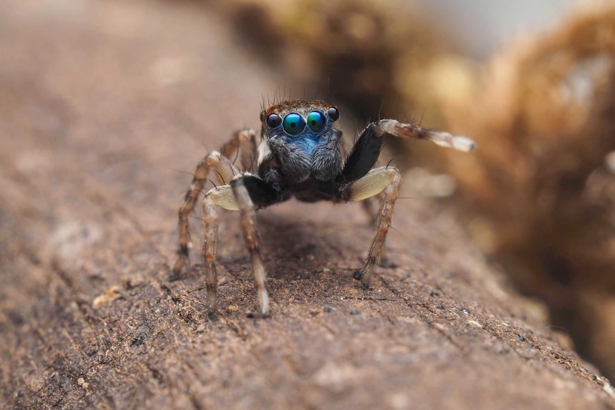 A blue spider with multiple eyes, waving one leg as it sits on a branch.