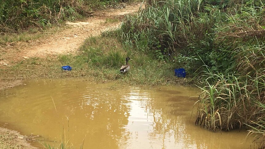 The loneliest duck in the world