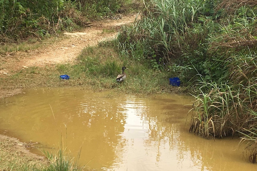 The loneliest duck in the world