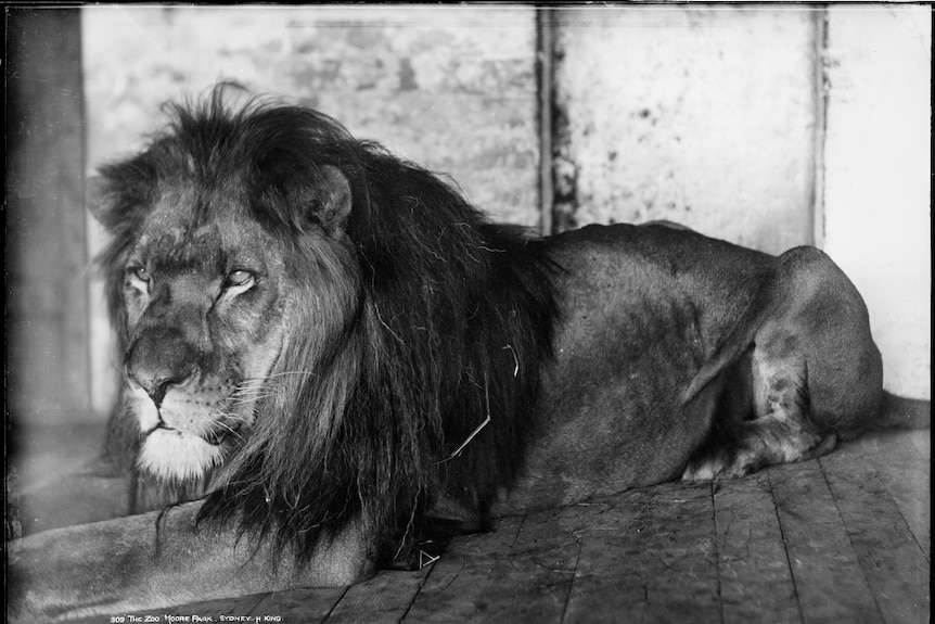 A lion pictured at 'The Zoo' formerly in Moore Park, Sydney in the 1890s