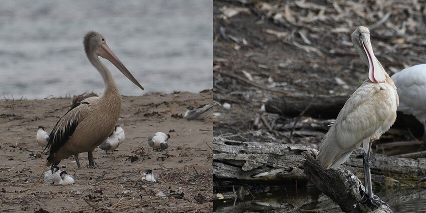 pelicans 